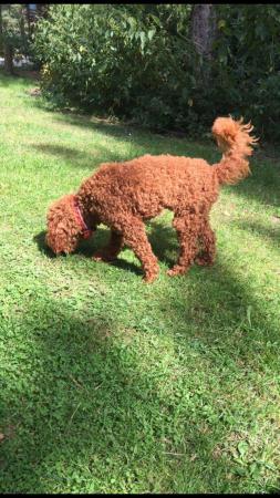 Image 2 of Extensively Health Tested Deep Red Min Poodle Stud