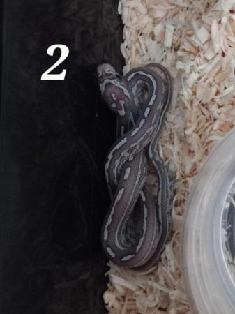 Image 4 of Lavender corn snake clutch with multiple hets