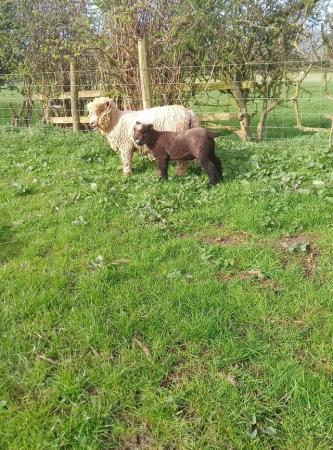 Image 3 of Ryeland ewes with lamb's at foot