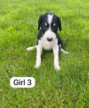 Image 6 of Saluki puppies for sale ( only 1 left)