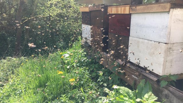Image 12 of Overwintered Bee Nucs on five frames