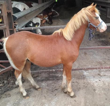 Image 3 of Chestnut Gelding Welsh Pony Section B to make 13hh