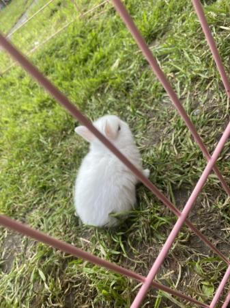 Image 1 of 9 week old white dwarf rabbits for sale