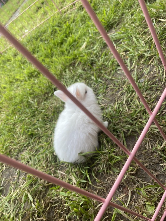 Preview of the first image of 9 week old white dwarf rabbits for sale.