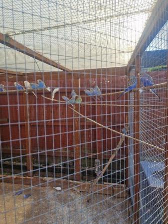 Image 5 of Blue and green budgies for sale
