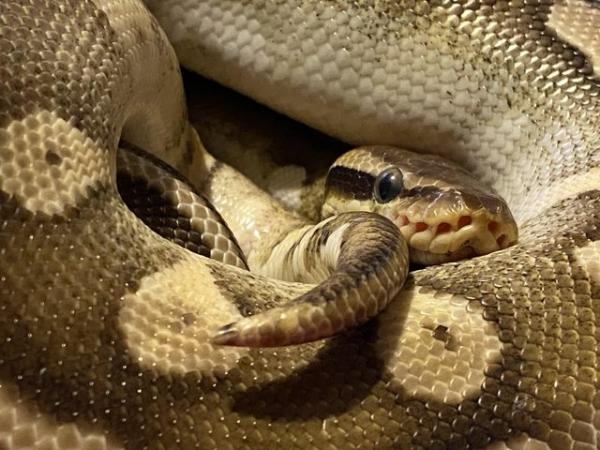Image 3 of Royal python with vivarium