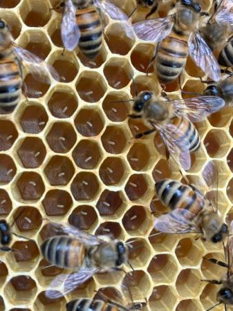 Image 9 of 6 Frame National Nuc of Bees For Spring 2024