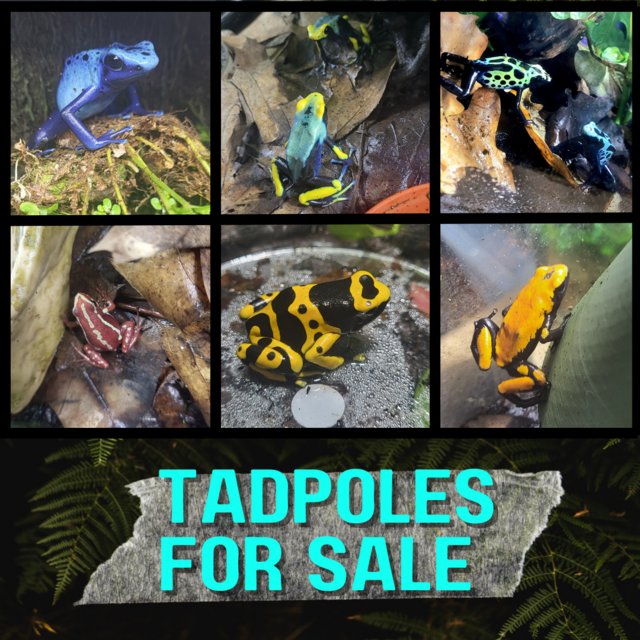Preview of the first image of Dart frog Tadpoles,  various species.