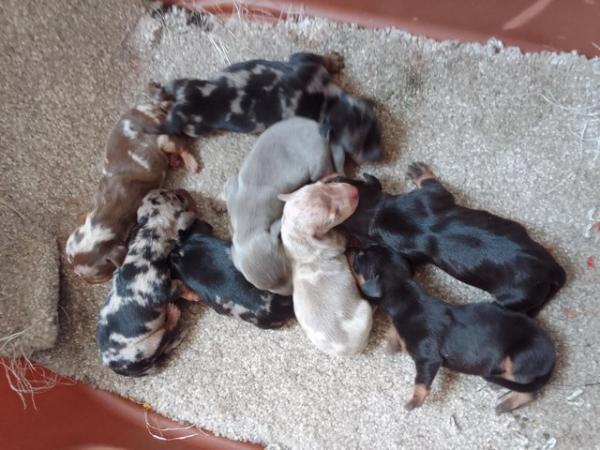 Image 2 of Miniature dachshunds puppies