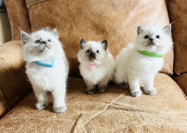 Adorable GCCF Pedigree Ragdolls - Championline