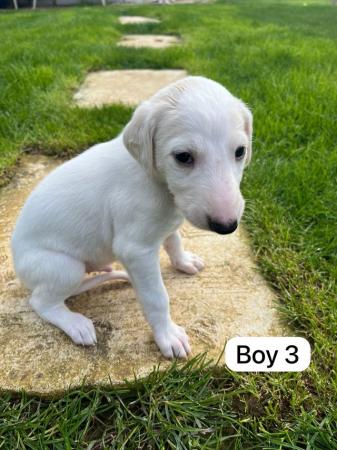 Image 5 of Saluki puppies for sale ( only 1 left)