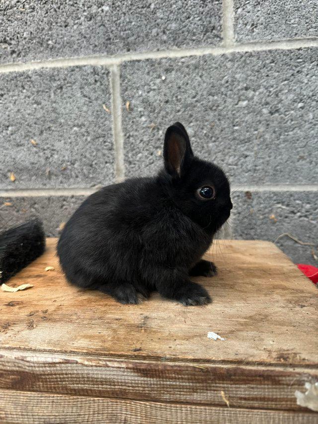 Preview of the first image of **ONE GIRL LEFT**Netherland Dwarf Baby Rabbit.