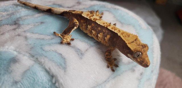 Image 4 of Little Stunning Crested Gecko for sale
