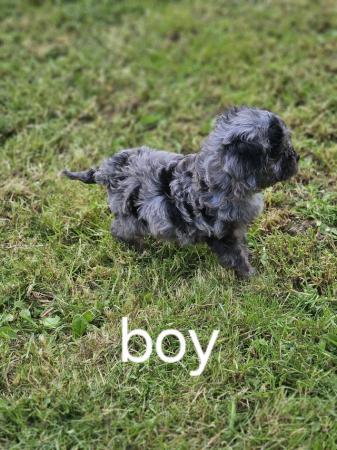 Image 1 of Stunning Merle cavapoo 1 boy only READY NOW