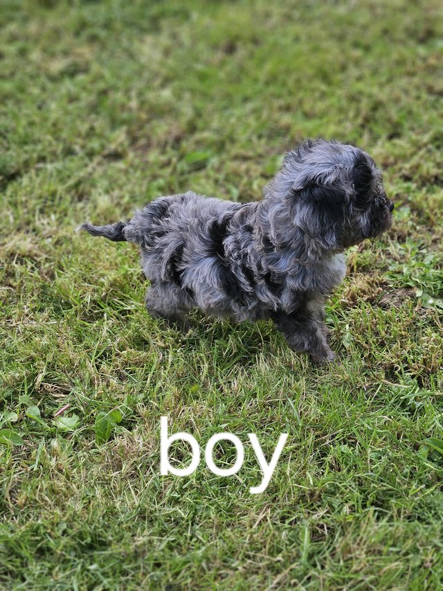 Preview of the first image of Stunning Merle cavapoo 1 boy only READY NOW.