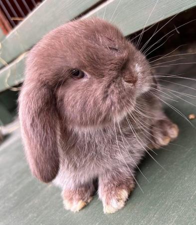 Image 9 of MINI LOP BUNNIES / 5 STAR HOMES ONLY