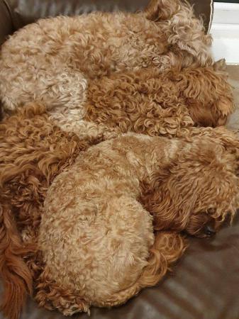 Image 70 of RED KC REG TOY POODLE FOR STUD ONLY! HEALTH TESTED