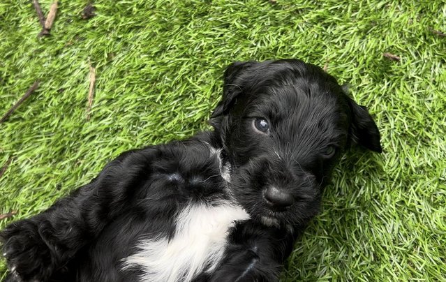Image 7 of F1 Sproodle springer x mini poodle puppies