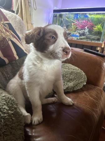 Image 2 of 3 male Border Collie pups for sale