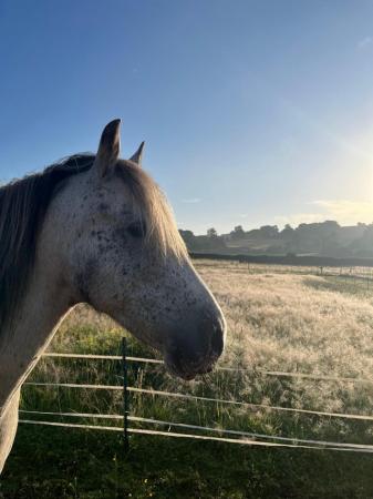 Image 1 of Beautiful cob mare for sale