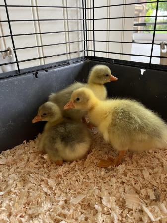 Image 1 of Embden goslings for sale
