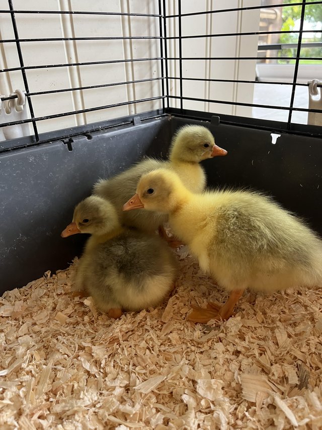 Preview of the first image of Embden goslings for sale.
