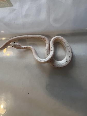 Image 1 of Palmetto corn snakes for sale