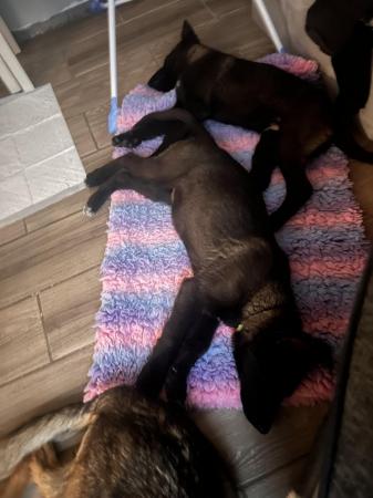 Image 12 of German shepherd puppies pure black and sable