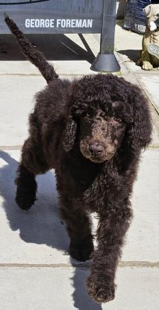Image 7 of Ready now Standard poodle puppies