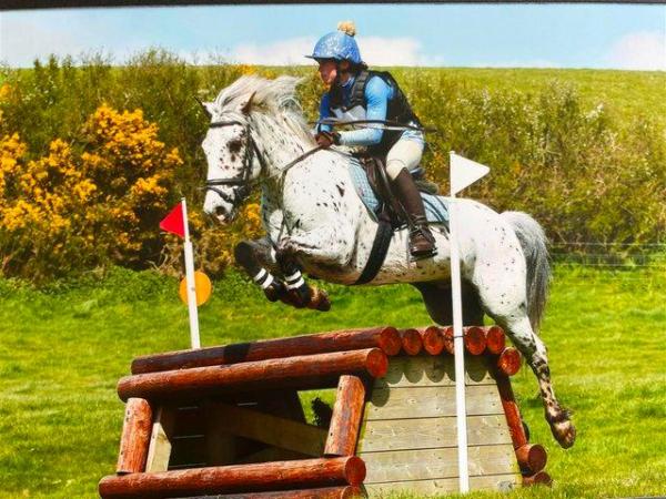 Image 1 of 13.2 Pony Club Pony Spotted Gelding SOLD
