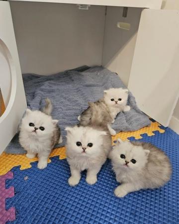 Image 3 of Best babies in the UK Persian chinchilla kittens