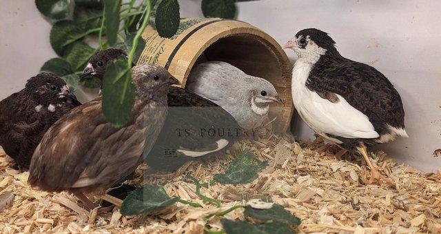 Preview of the first image of 18 Button/Chinese Painted Quail hatching eggs.