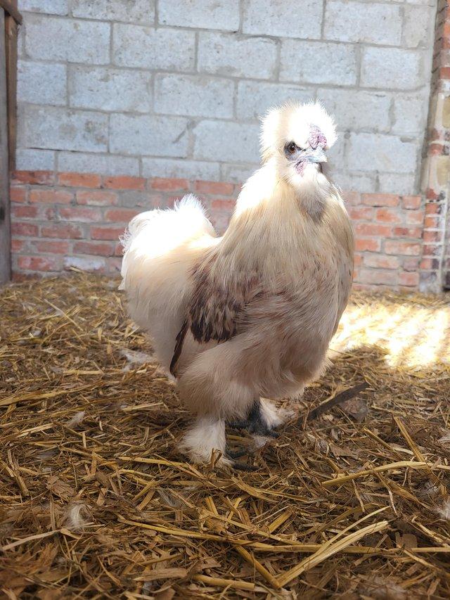Preview of the first image of Silkie cockerels 7 months old.