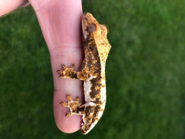 Image 1 of Lilly white crested gecko