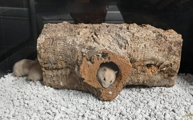 Image 25 of Baby Campbell's Hamsters