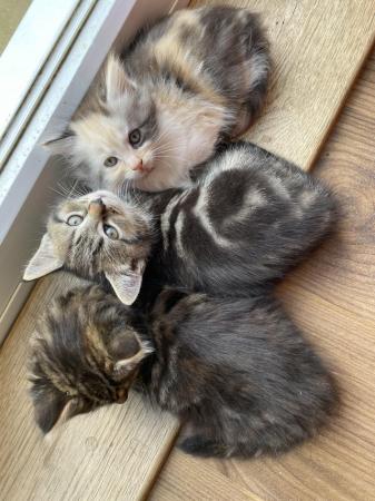 Image 12 of Playful kittens seeking loving homes
