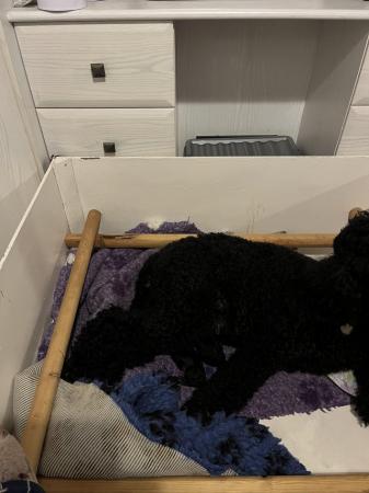 Image 2 of standard poodle pups for sale