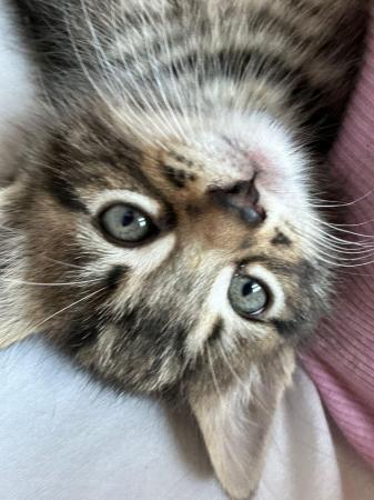 Image 4 of 1 beautiful tabby kitten for sale