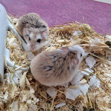 Image 3 of Baby roboski hamster for sale
