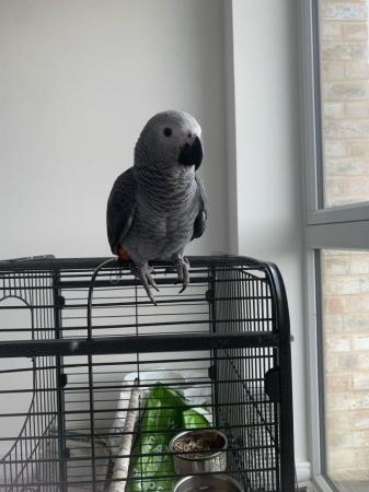 Image 1 of Young african grey parrot