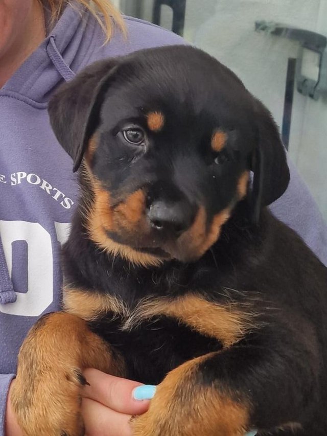 Preview of the first image of Beautiful Rottweiler puppies for Sale.