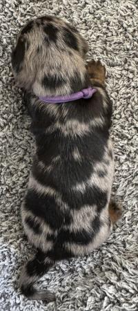 Image 12 of Ready Today! Reduced! KC registered dachshund puppies