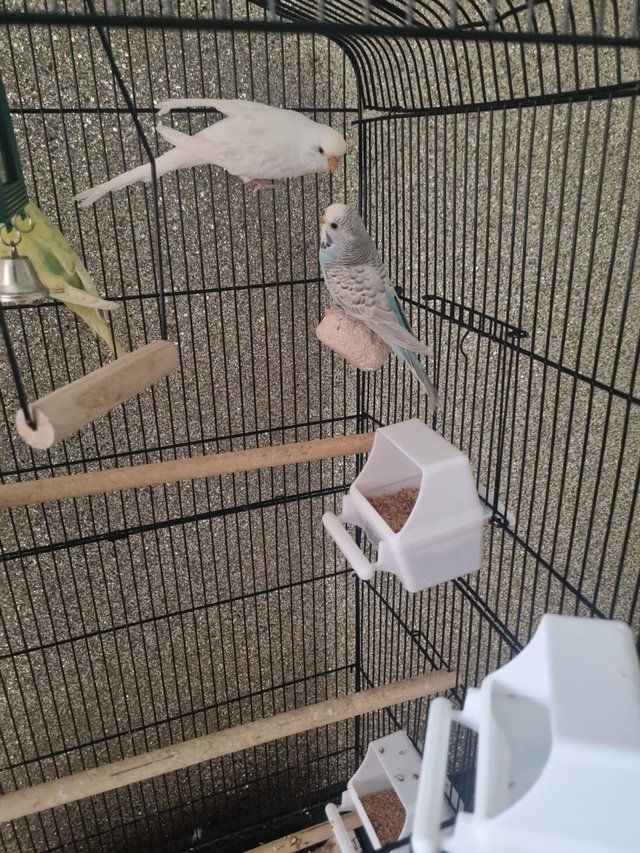 Preview of the first image of 3 Budgies for sale with cage.