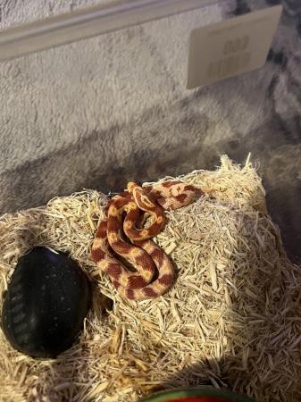 Image 5 of Baby caramel corn snake