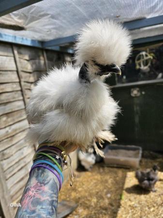 Image 8 of SHOWGIRL/SILKIE fertile hatching eggs