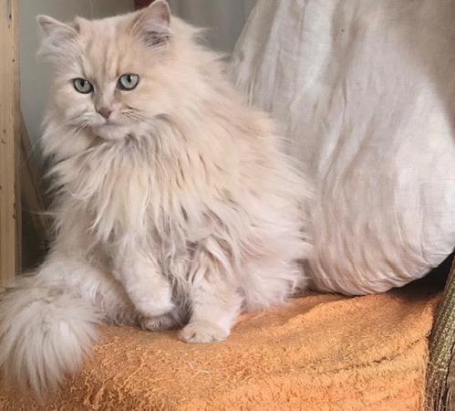Image 1 of SIBERIAN FEMALE CAT 6 YEARS OLD