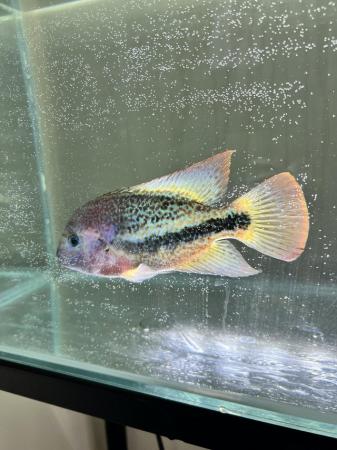 Image 2 of Vieja Cichlid - Fish for sale