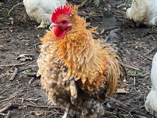Image 2 of Bantam cockerels roosters chickens for sale male only