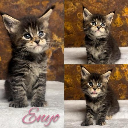 Image 11 of REDUCED, last girl XL GCCF Maine Coon kitten