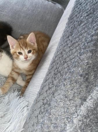 Image 1 of Stunning kittens for sale